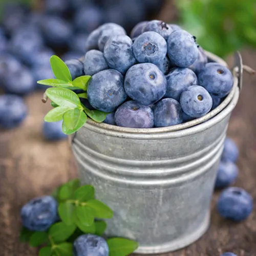 Abbildung Heidelbeeren